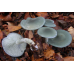 Мицелий Говорушки анисовой / Говорушка душистая (Clitocybe odorа)